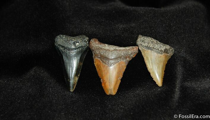 Small Megalodon Teeth #192